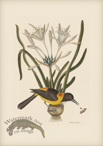 209 Yellow and Black Pye